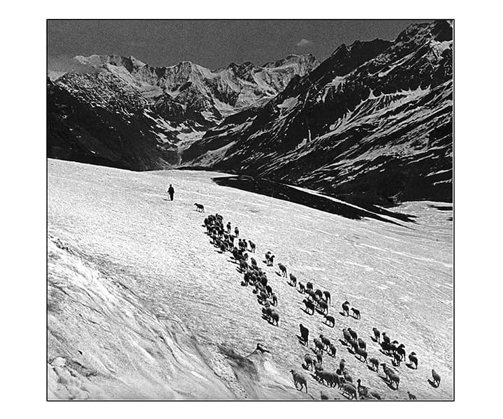 Shepherd and flock crossing a glacier