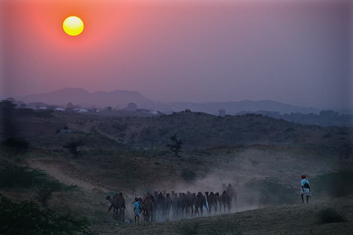 Sunset over the camel herd in a dusty valley