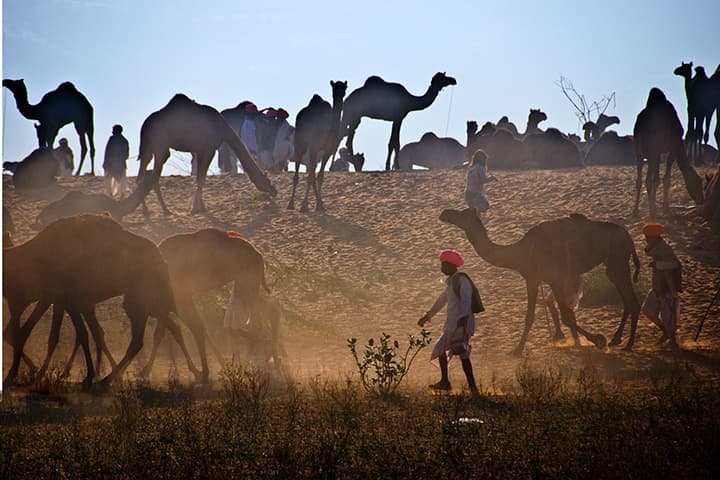 Backlit camels on the dune ridge with herder