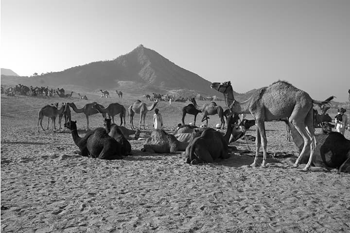 Resting herd beneath a conical hill