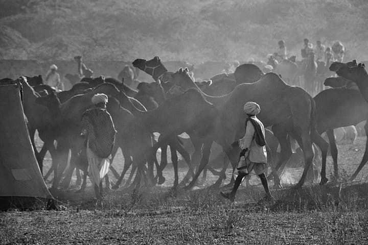 Herders walking through the herd