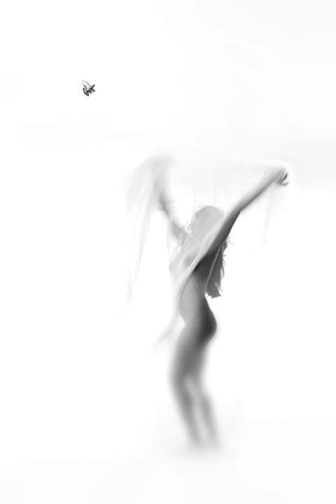 Soft silhouette with bird in flight